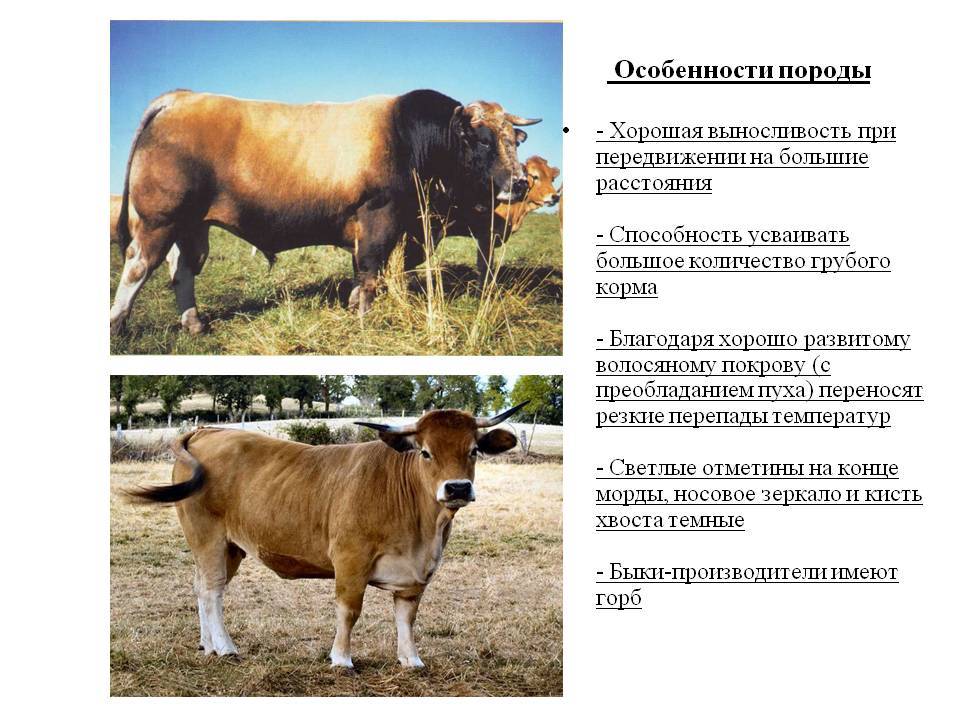 Красногорбатовская порода коров: отзывы, фото, характеристика