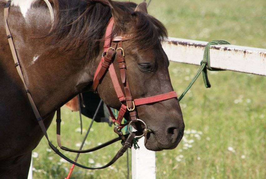 Уздечка для лошади — строение и разновидности