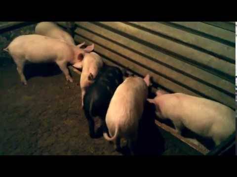 Свинья не кормит новорожденных поросят: причины, как искусственно выкормить поросят