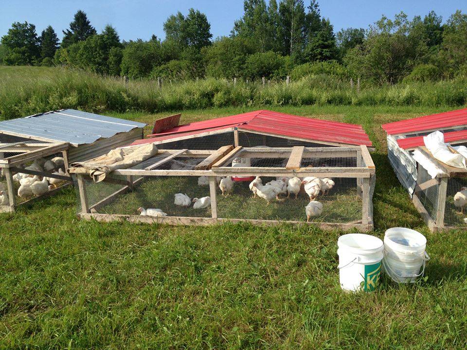 Как разводить куриц на даче несушек и бройлеров, в тч летом (с чего начинать, породы, за и против и тд)