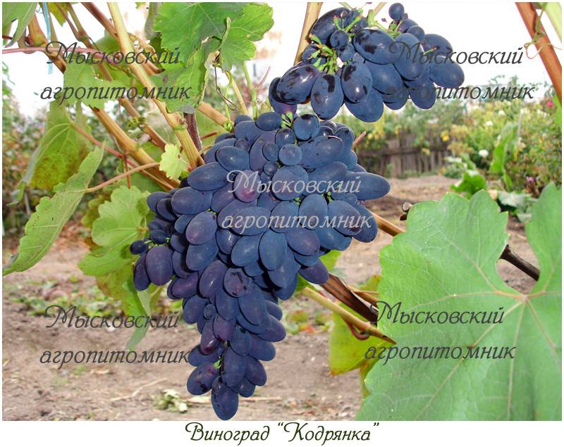 Виноград кодрянка: описание сорта, фото, уход