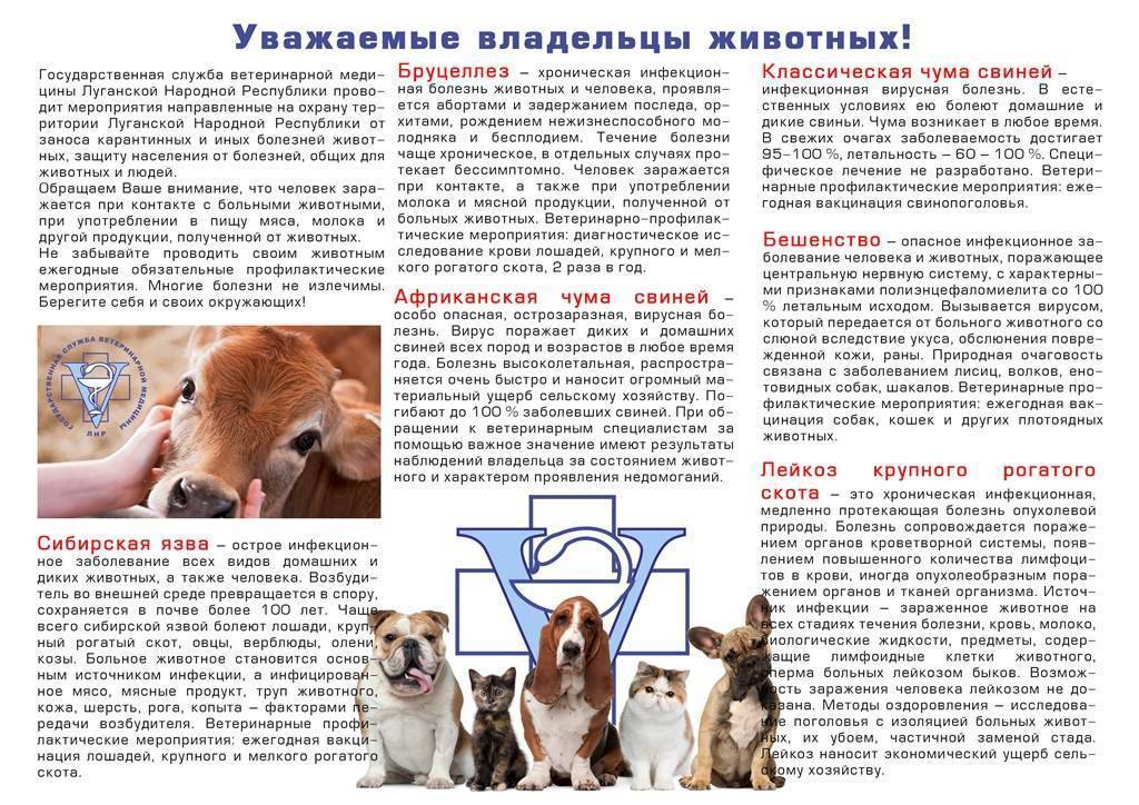 Лейкоз у коровы: симптомы, причины, последствия