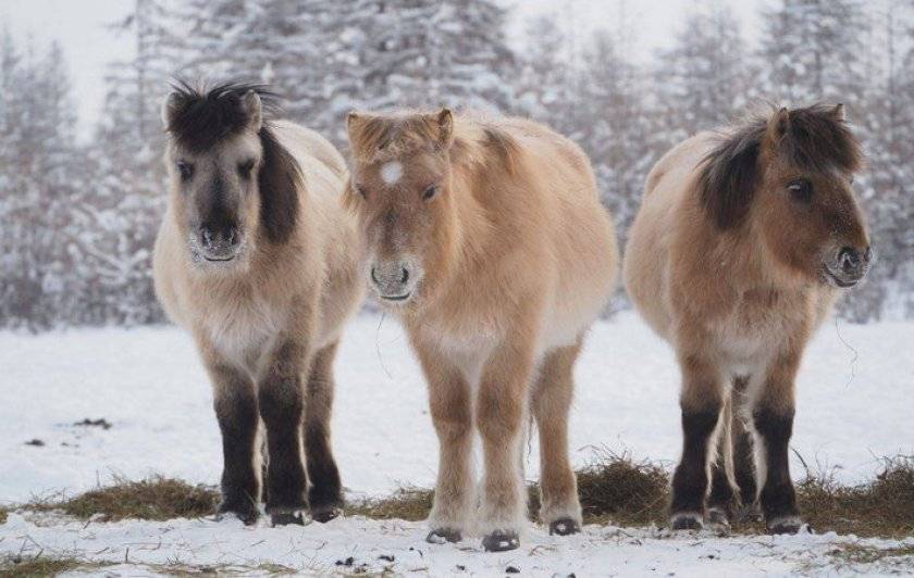 Обзор редких аборигенных пород: якутская лошадь, вятская, алтайская и другие