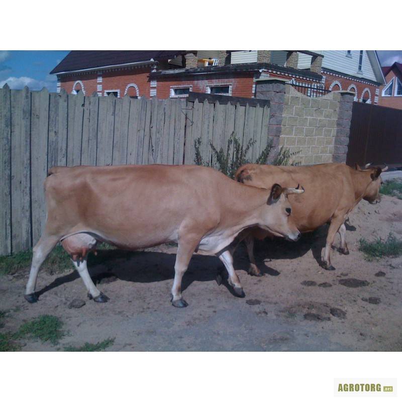 Джерсейская порода коров: описание, продуктивность, условия содержания