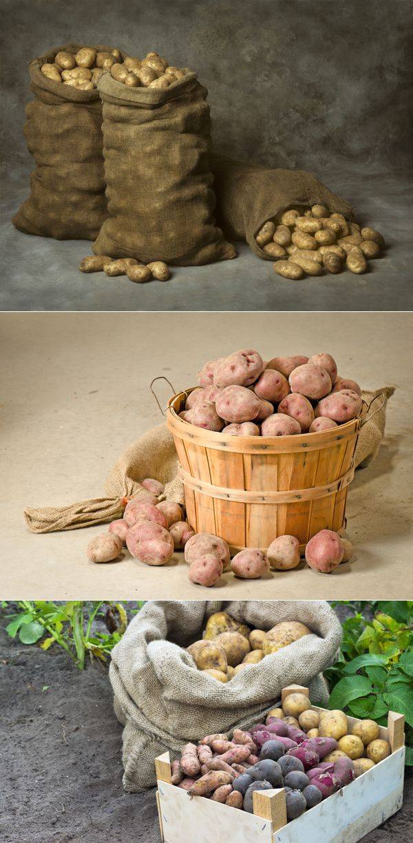 Как сохранить семенной картофель до посадки