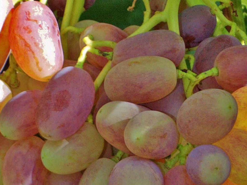 Описание сорта винограда симпатия (виктор-2): фото и отзывы | vinograd-loza
