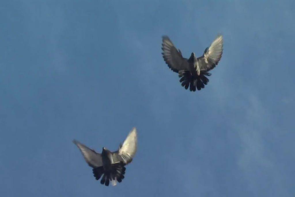 Николаевские голуби: обзор породы с фото