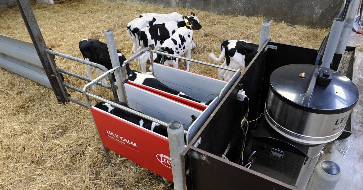 Система кормления коров с высоким уровнем продуктивности