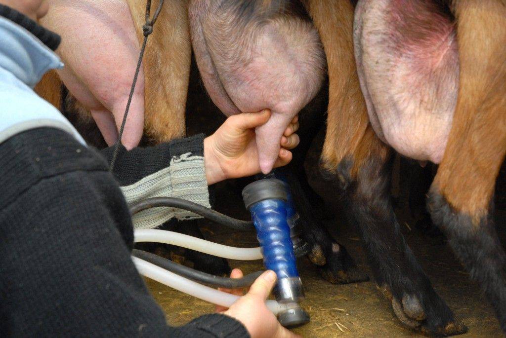 Доильный аппарат для коров: как сделать своими руками, сборка и инструкция