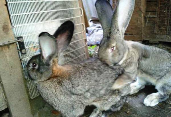 Кролики породы фландр: описание, характеристика, содержание