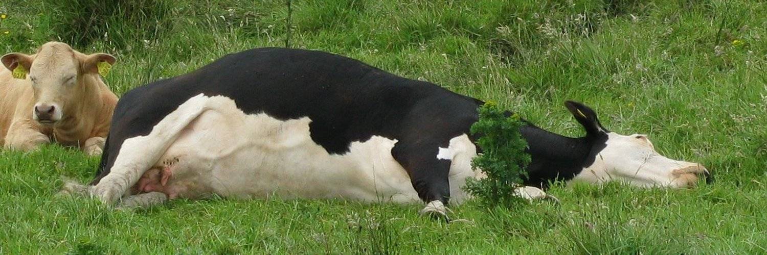 Послеродовые заболевания матки у молочных коров