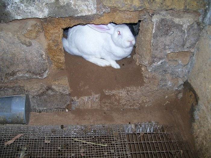 Разведение кроликов в яме - подробный разбор технологии ямного содержания своими руками