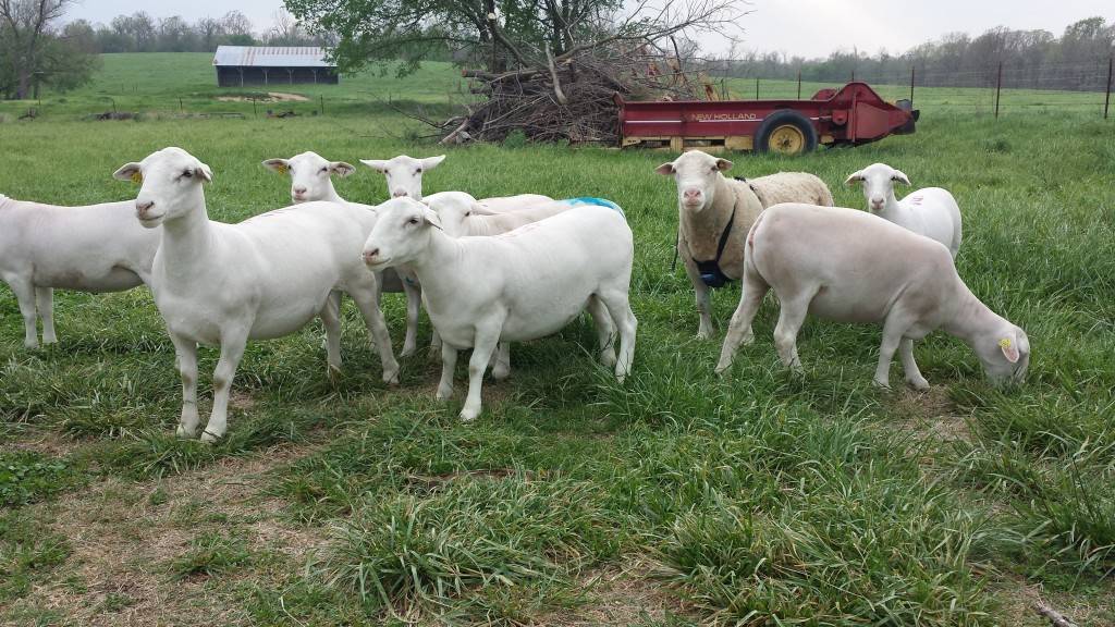 Дорпер порода овец: описание и характеристика, особенности содержания