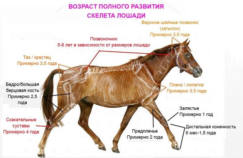 ✅ сколько живут коровы и быки: средняя продолжительность жизни в домашних условиях, на фермах - tehnoyug.com