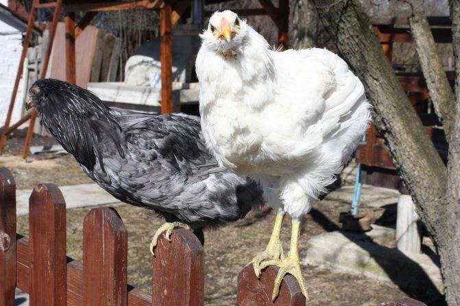 Амераукана – описание породы кур, несущей голубые яйца