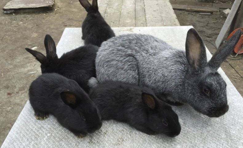Описание и характеристика кроликов породы полтавское серебро, уход за ними