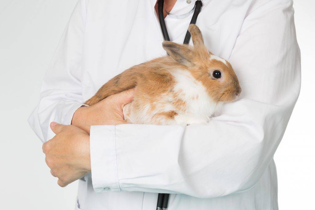 Вздутие живота у кроликов: причина и лечение