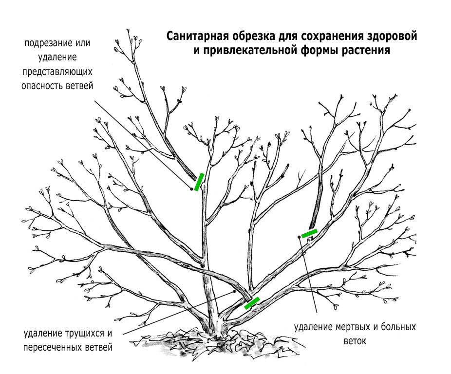 Обрезка плодовых деревьев: правила, особенности, сроки, виды, схемы