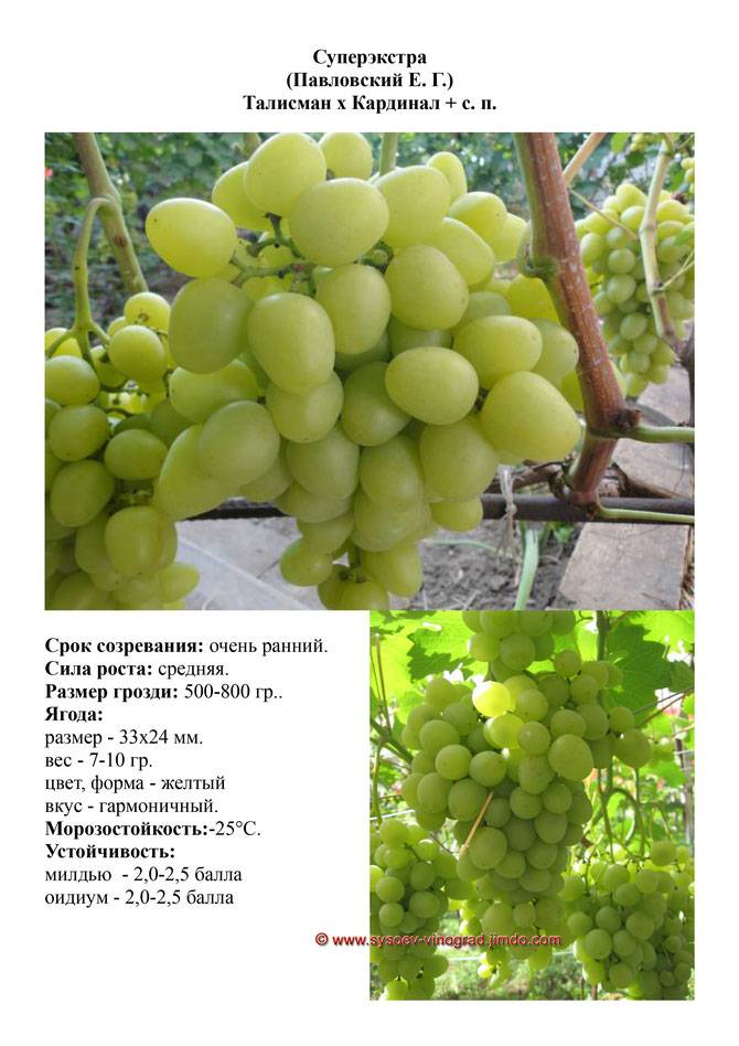 Сорт винограда Супер экстра: описание и советы по выращиванию