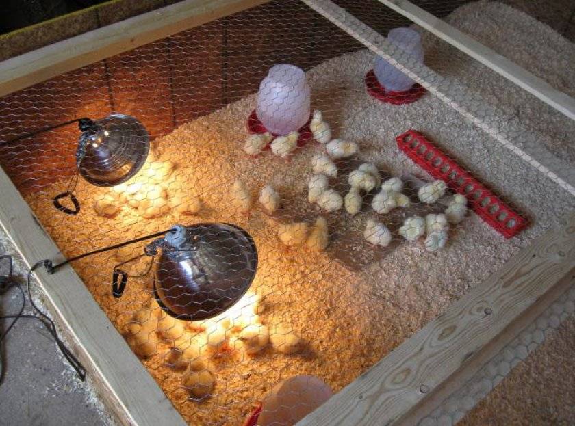 Инкубация гусиных яиц — что важно знать новичку и профессионалу?