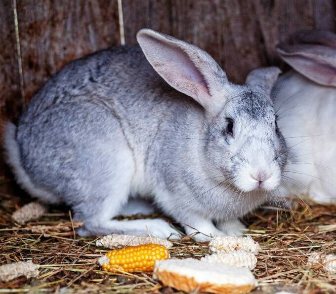 Можно ли давать кролику клевер и как правильно им кормить