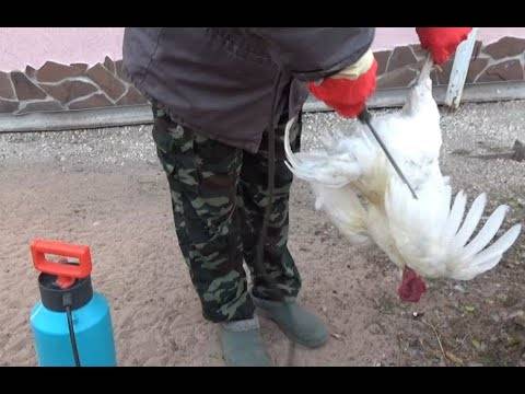 Как избавиться от куриного клеща в домашних условиях: меры борьбы и профилактики (видео)