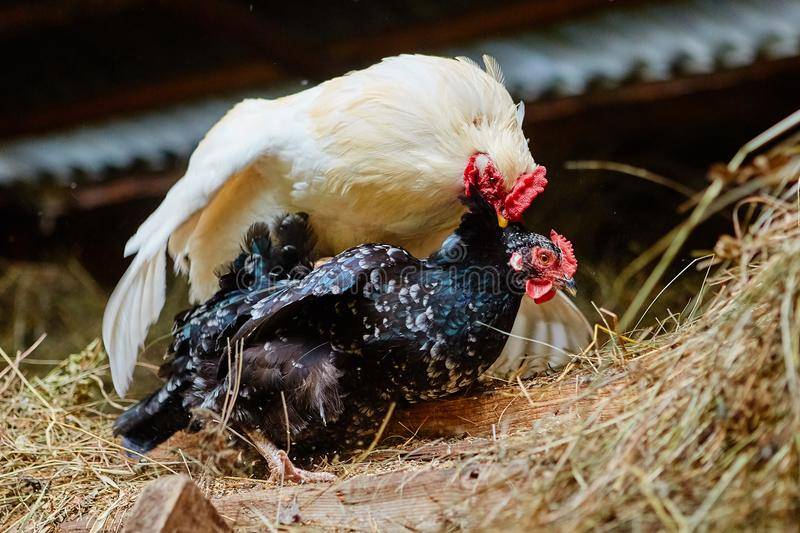 ᐉ как размножаются птицы на ферме: спаривание и высиживание яиц - zooon.ru