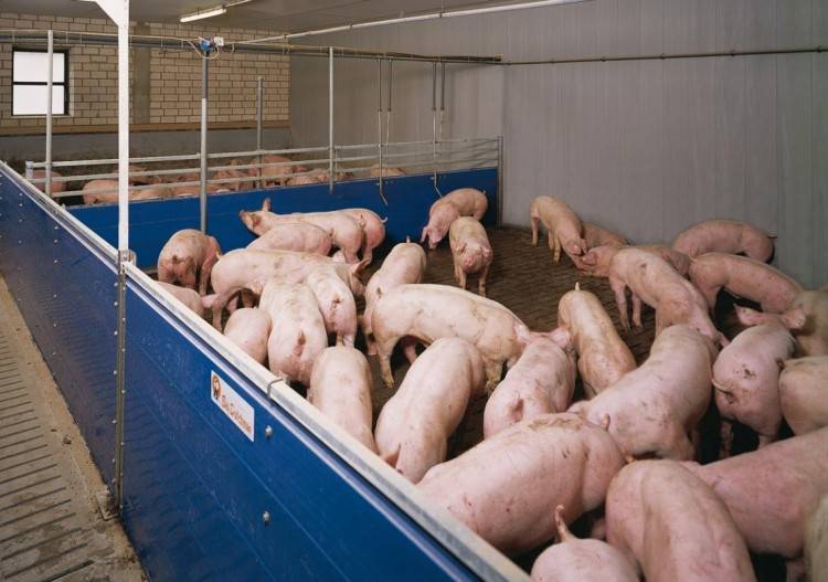 Свиноводство как бизнес. как начать разводить свиней — советы фермера – reconomica — истории из жизни реальных людей