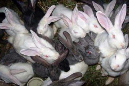 Крольчиха съела крольчат что делать