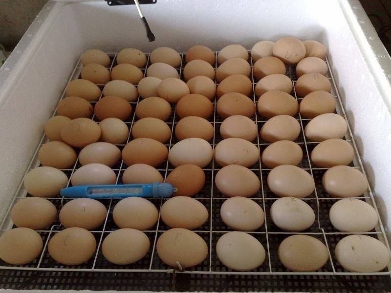Инкубация яиц selo.guru — интернет портал о сельском хозяйстве