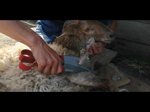 Как точить ножницы для стрижки овец: топ-5 способов в домашних условиях