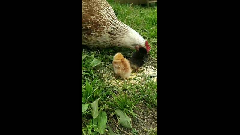 Мир и покой в курятнике — что делать, когда цыплята клюют друг друга