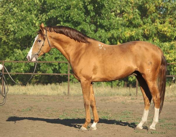 Донская лошадь — происхождение породы, характеристика, перспективы разведения.