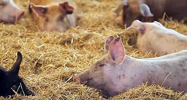 Что делать если свинья хромает на заднюю ногу? почему поросята падают на ноги и чем это лечить