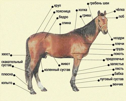 Все статях лошадей: общие представления, критерии, требования к телу лошади