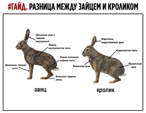 Чем отличается кролик от зайца: внешне, средой обитания