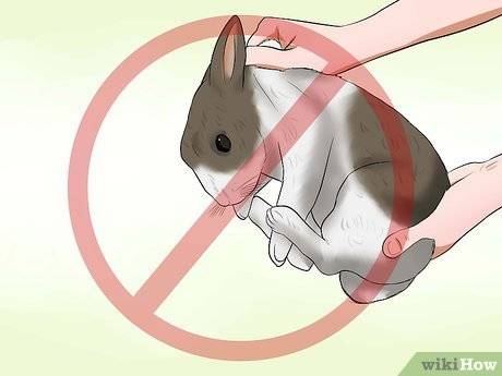 Как дрессировать кролика декоративного и приручить к рукам