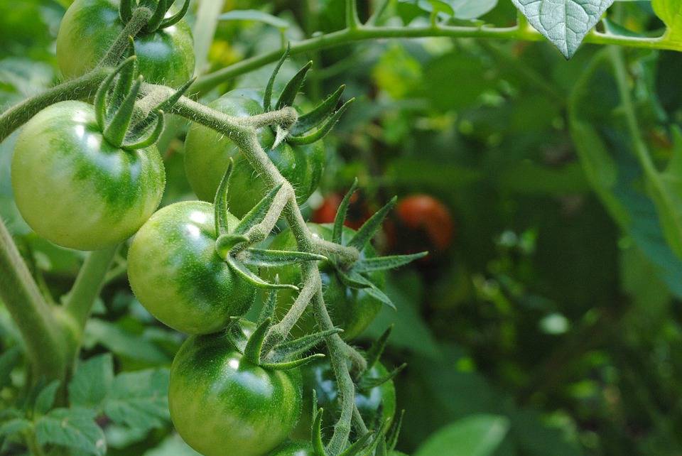 Как использовать помидорную ботву: зеленое удобрение