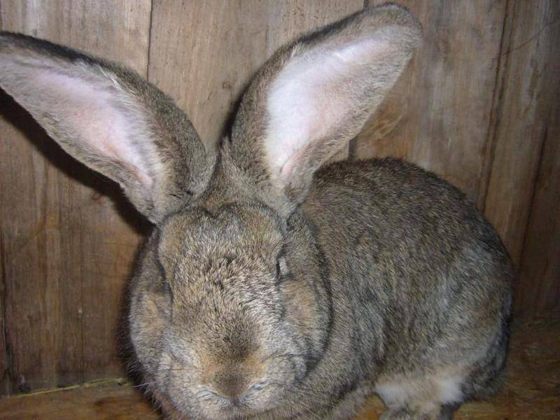 Кролик серый великан — описание породы