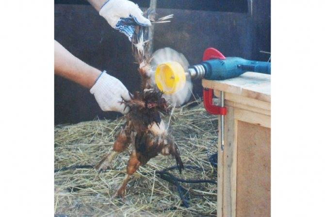 Секреты быстрого ощипывания домашних кур