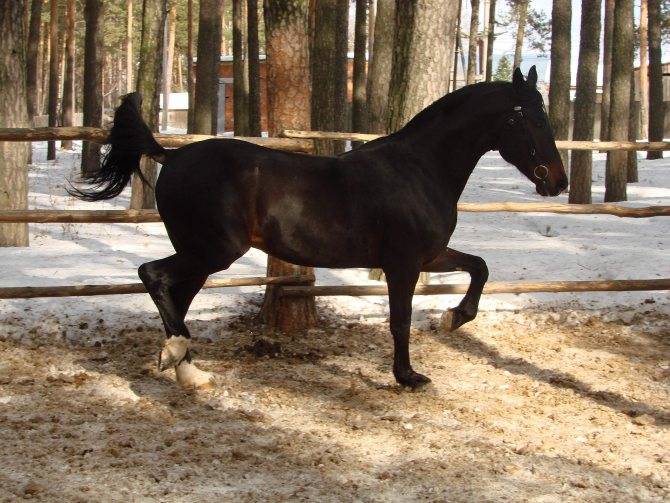 Орловская порода – гордость русского коневодства