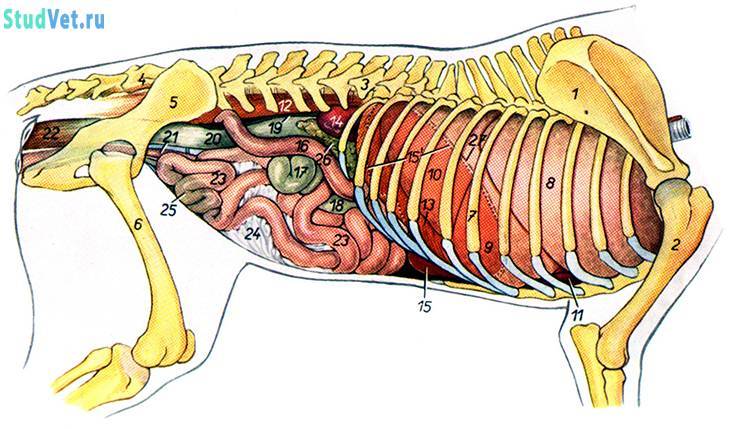 Строение черепа коровы и составляющие части, анатомия рогатого животного