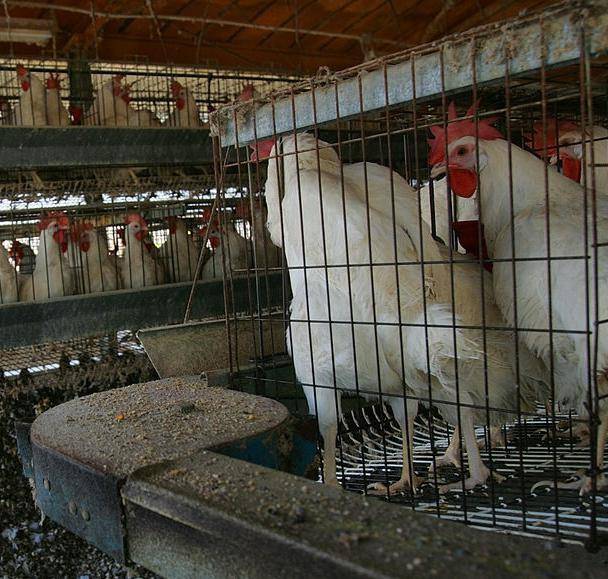 Разведение и выращивание кур на продажу – как сделать куриный бизнес выгодным и рентабельным?