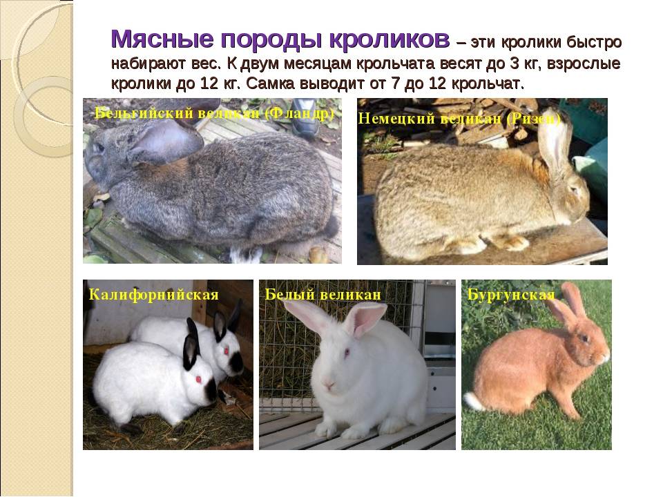 Породы кроликов: описание и разновидности