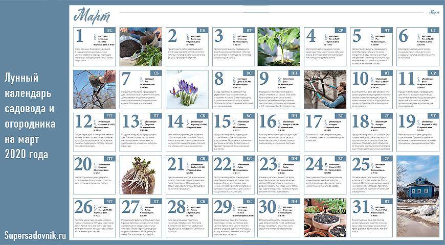Календарь самых важных работ в саду, огороде и цветнике на октябрь: подробнейший план осенних работ для садоводов и огородников