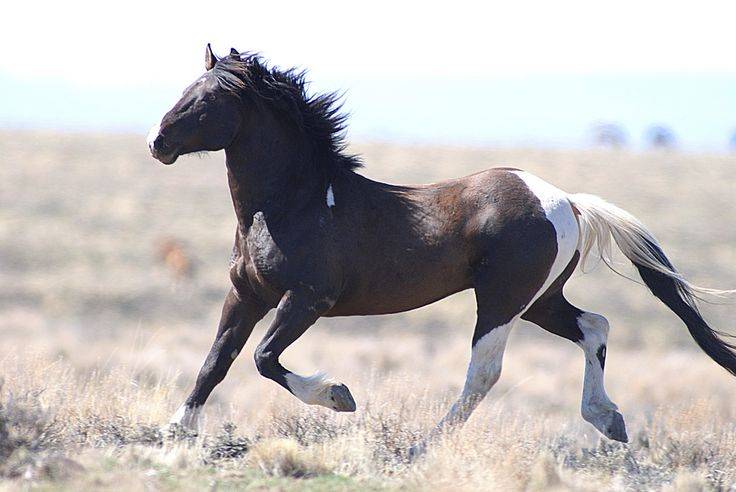 Мустанг (лошадь): описание породы и фото