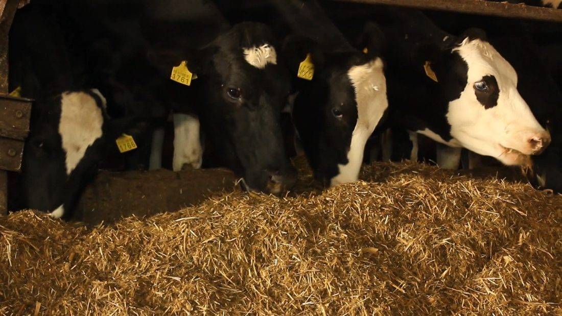 Содержание коров в личном хозяйстве: оптимальные условия и правила ухода