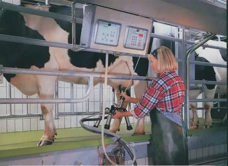 Как правильно доить корову — способы и техники