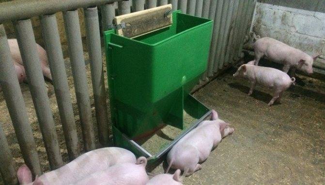 Бункерная кормушка для свиней своими руками