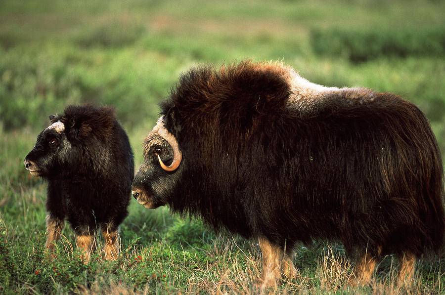 Где обитают и живут буйволы: выращивание домашних быков